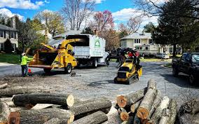 Best Tree Trimming and Pruning  in Clyde Hill, WA