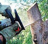 Best Hazardous Tree Removal  in Clyde Hill, WA