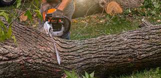 Best Root Management and Removal  in Clyde Hill, WA