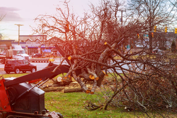 Best Tree Maintenance Programs  in Clyde Hill, WA