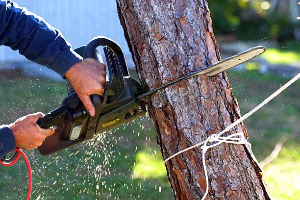 Reliable Clyde Hill, WA Tree Care Solutions