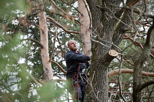Best Tree Mulching  in Clyde Hill, WA