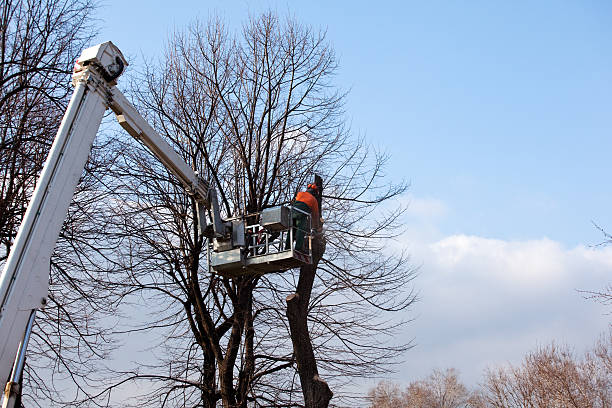 Best Fruit Tree Pruning  in Clyde Hill, WA